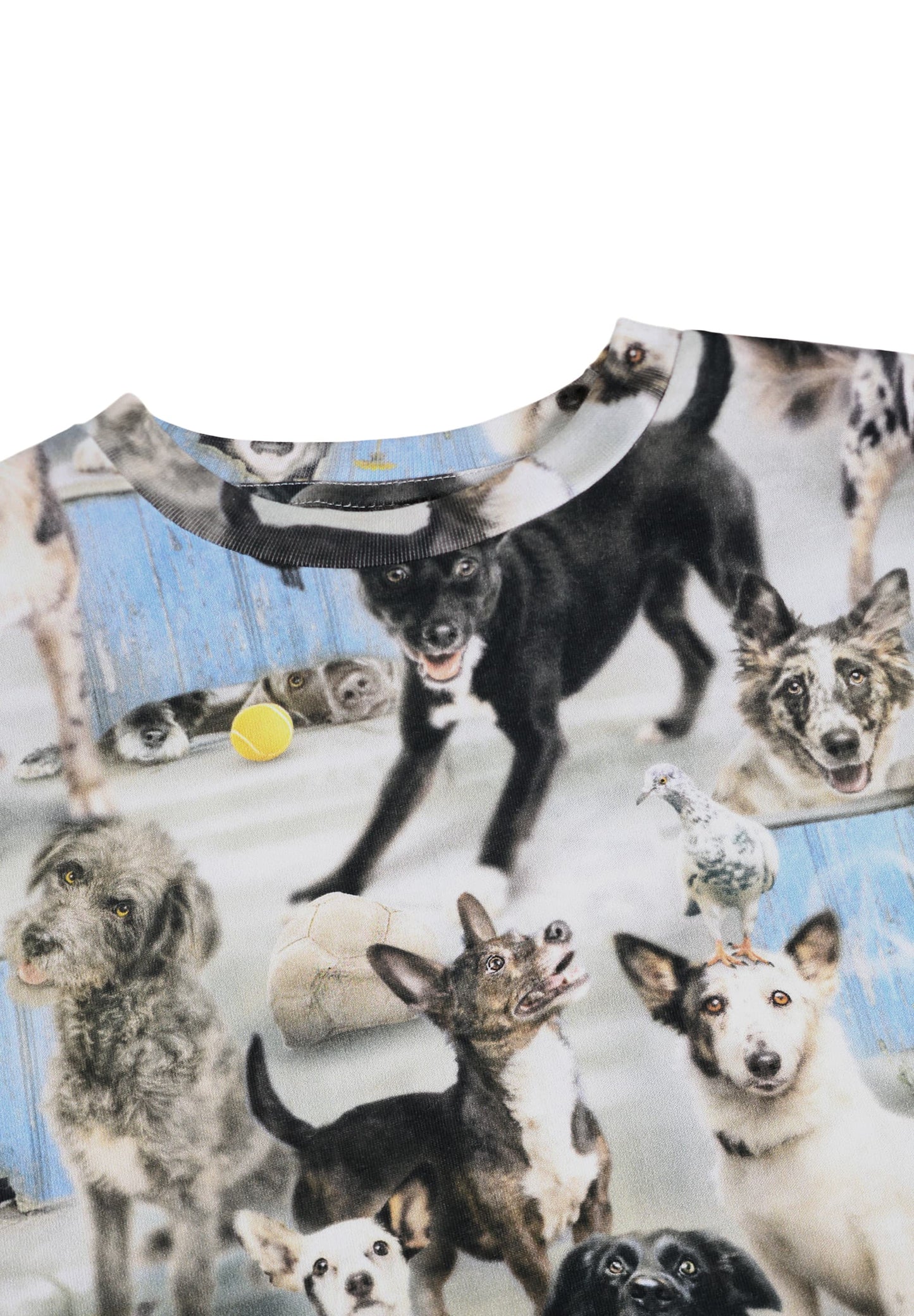 6247 Curious dogs ralphie tee